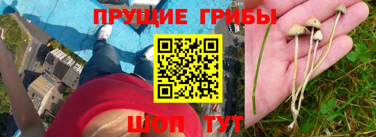 Галлюциногенные грибы Psilocybe  Псилоцибиновые грибы прущие грибы  Борисоглебск 
